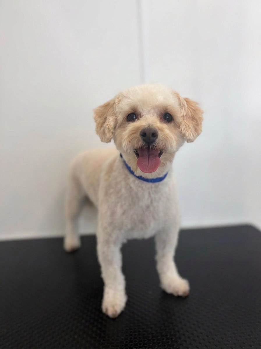 A freshly groomed black cockapoo wearing a blue collar, sitting calmly on the grooming table