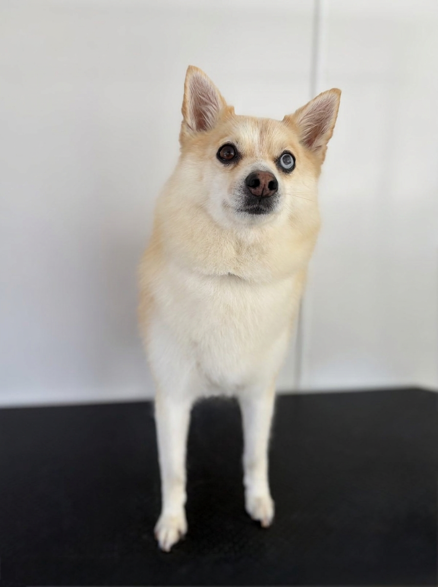 A small cream Pomeranian-type dog standing on the grooming table with a freshly blow-dried, fluffy coat