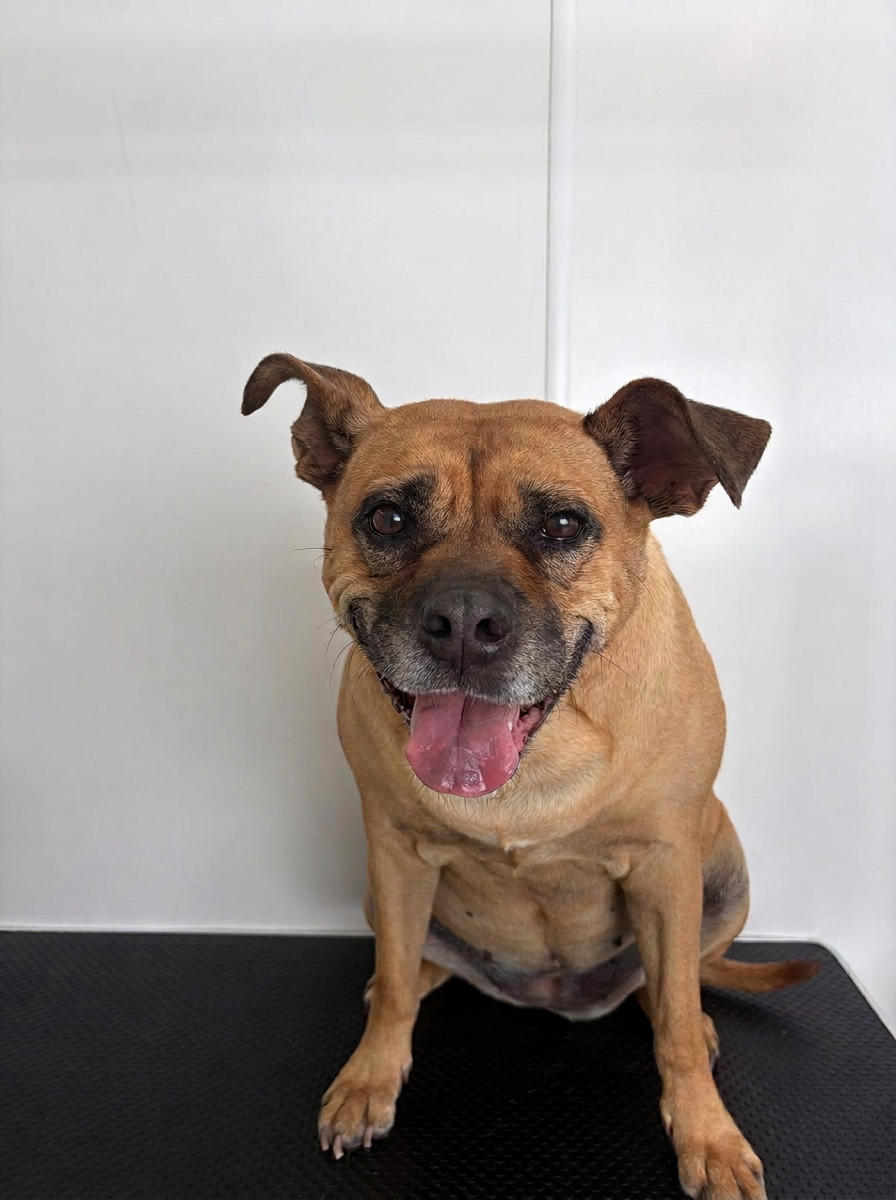 A smiling tan mixed-breed dog sitting on the grooming table after his bath and blow dry
