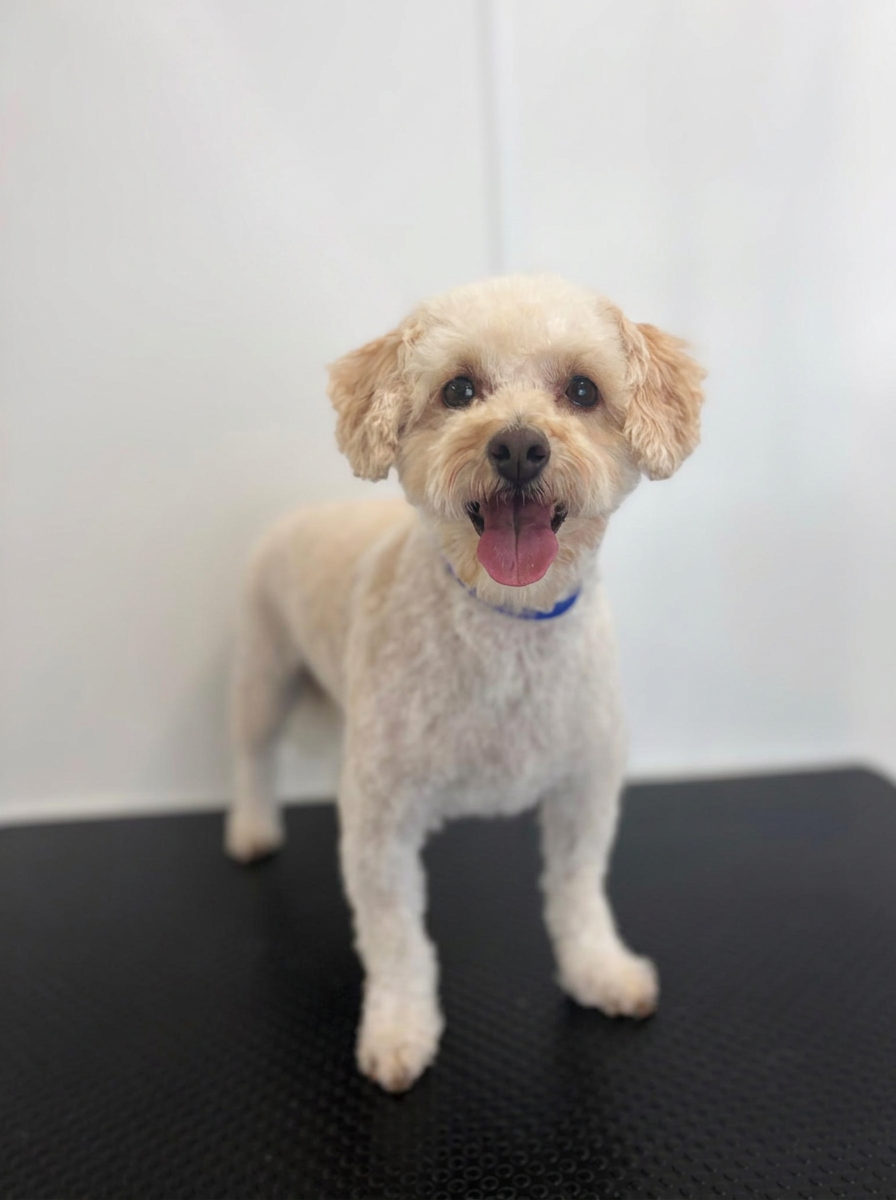A small white curly-coated dog standing happily on the grooming table after a gentle, unhurried groom