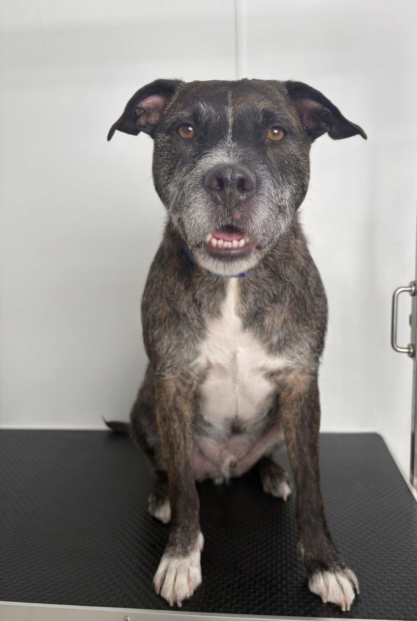 An older brindle Staffordshire-type dog sitting calmly on the non-slip grooming table during an unhurried appointment