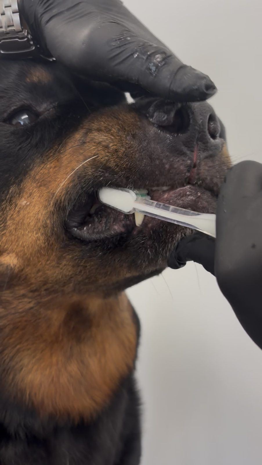 A close view of the emmi-pet ultrasonic toothbrush head used for preventative surface oral hygiene